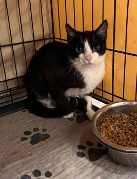 Muzi -  Tuxedo Cat for Adoption in Jurupa Valley, California - Muzi | PetCurious