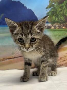 Charlotte -  Domestic Short Hair Cat for Adoption in San Antonio, Texas - Charlotte | PetCurious