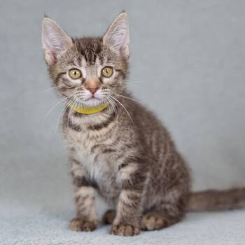 Domestic Short Hair Cats Available for Adoption in Sunnyvale, California - Toblerone (yellow) | PetCurious
