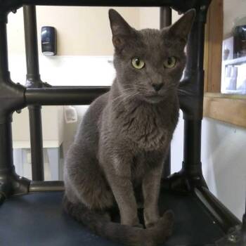 Eeyore (Pebble) -  Domestic Short Hair Cat for Adoption in Hot Springs, South Dakota - Eeyore (Pebble) | PetCurious
