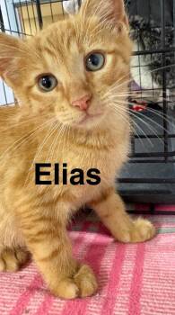 Elias -  Domestic Short Hair Cat for Adoption in Saint Francisville, Louisiana - Elias | PetCurious