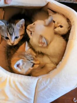 Snowshoe Cats Available for Adoption in Springfield, Massachusetts - Spring Fling | PetCurious