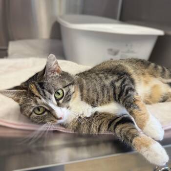 FLORENCE -  Domestic Short Hair Cat for Adoption in La Crescent, Minnesota - FLORENCE | PetCurious