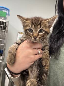 Rescue Domestic Short Hair Cats for Adoption in Danielsville, Georgia - Louise | PetCurious