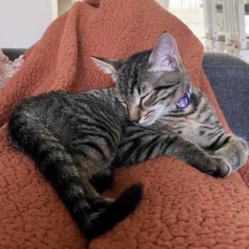 Honey -  Domestic Short Hair Cat for Adoption in Atlanta, Georgia - Honey | PetCurious