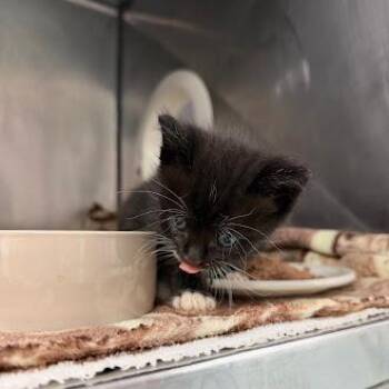 Ravenous Rawr 11 -  Domestic Short Hair Cat Available for Adoption in Austin, Texas - Ravenous Rawr 11 | PetCurious