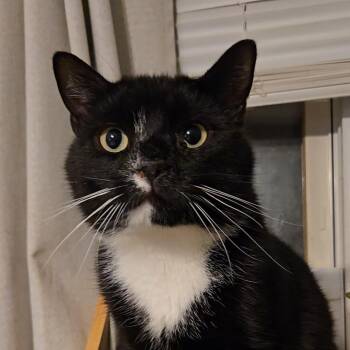 Spots -  Domestic Short Hair Cat for Adoption in Kenhorst, Pennsylvania - Spots | PetCurious