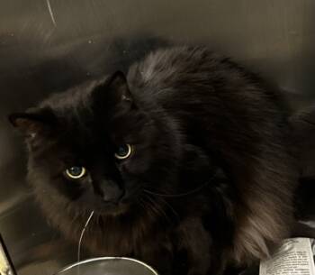 Rescue Domestic Long Hair and Domestic Short Hair Cats for Adoption in Spartanburg, South Carolina - Stud | PetCurious