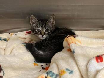CUPCAKE -  Domestic Short Hair Cat for Adoption in Tustin, California - CUPCAKE | PetCurious