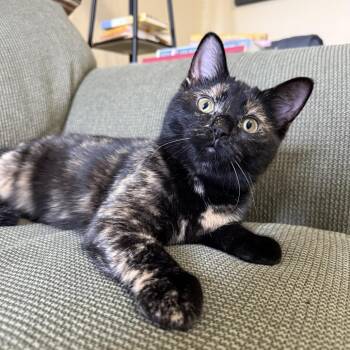 American Shorthair Cats Available for Adoption - Sugar | PetCurious