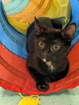 Echo -  Domestic Short Hair Cat for Adoption in Tilton, Illinois - Echo | PetCurious