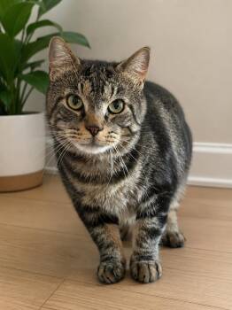 Sweetie -  Domestic Short Hair Cat for Adoption in Johnson City, Tennessee - Sweetie | PetCurious