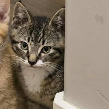 Rescue Domestic Short Hair Cats for Adoption in Victoria, British Columbia - Finn | PetCurious