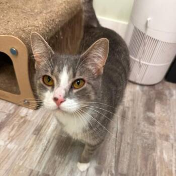 Kevin -  Domestic Short Hair Cat for Adoption in Greensburg, Pennsylvania - Kevin | PetCurious