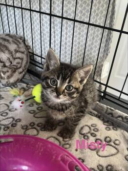Misty -  Domestic Short Hair Cat Available for Adoption in Manorville, New York - Misty | PetCurious