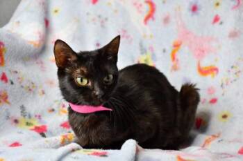 Mama kitty -  Domestic Short Hair Cat for Adoption in Yakima, Washington - Mama Kitty | PetCurious