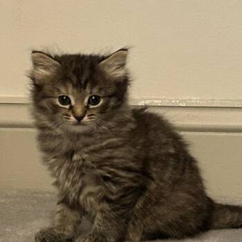 Daniella -  Domestic Medium Hair Cat Available for Adoption in Bel Air, Maryland - Daniella | PetCurious