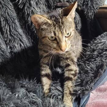 Canasta -  Domestic Short Hair Cat for Adoption in Coos Bay, Oregon - Canasta | PetCurious