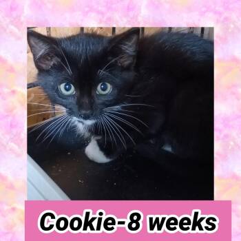 Cookie -  Domestic Short Hair Cat for Adoption in Liberty, New York - Cookie | PetCurious