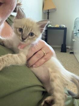 Louie VIII -  Siamese and American Shorthair Cat for Adoption in Austin, Texas - Louie VIII | PetCurious