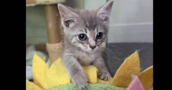 Fishstick -  Domestic Short Hair Cat for Adoption in Salisbury, North Carolina - Fishstick | PetCurious
