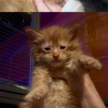 Fred 2283 -  Domestic Medium Hair Cat for Adoption in Kansas City, Missouri - Fred 2283 | PetCurious