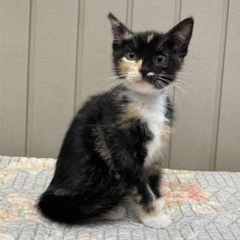 Domestic Short Hair Cats Available for Adoption in Long Beach, California - Alice | PetCurious