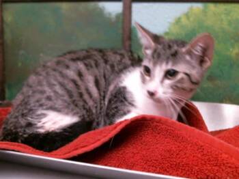 CHEESE -  Domestic Short Hair Cat for Adoption in Houston, Texas - CHEESE | PetCurious