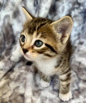 Salem -  Domestic Short Hair Cat for Adoption in Port Washington, Wisconsin - Salem | PetCurious