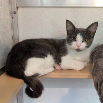 Domestic Short Hair Cats Available for Adoption - Luna | PetCurious