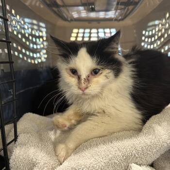 Rescue Domestic Medium Hair Cats for Adoption in Lynchburg, Virginia - Gibson | PetCurious