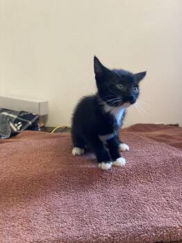 Jameson -  Domestic Short Hair Cat for Adoption in New Cumberland, West Virginia - Jameson | PetCurious