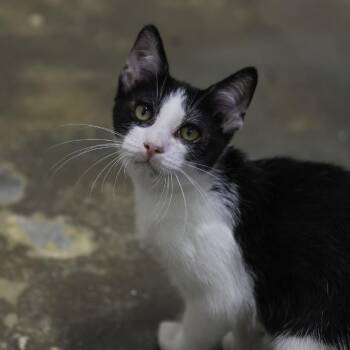 Jaine -  Domestic Short Hair Cat for Adoption in Los Angeles, California - Jaine | PetCurious
