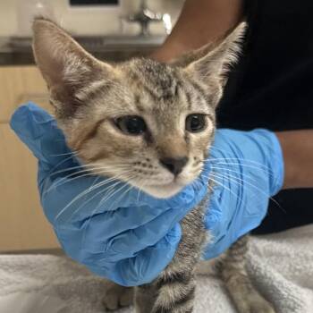 Blossom -  Domestic Short Hair Cat for Adoption in Lakeland, Florida - Blossom | PetCurious