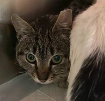 Deedee -  Domestic Short Hair Cat for Adoption in Cincinnati, Ohio - Deedee | PetCurious