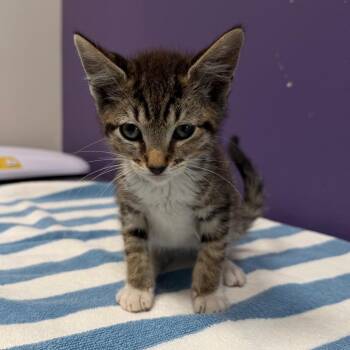 Domestic Medium Hair Cats Available for Adoption in Englewood, Florida - Zebra | PetCurious