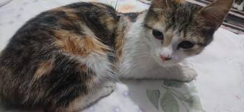 Toti Gee -  Calico Cat for Adoption in Brampton, Ontario - Toti Gee | PetCurious