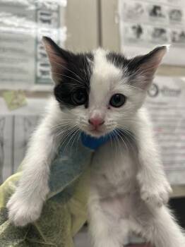 Domestic Short Hair Cats Available for Adoption in Las Vegas, Nevada - AIDANA | PetCurious