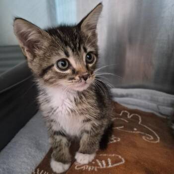 Rufus -  Domestic Medium Hair Cat for Adoption in Oak Ridge, Tennessee - Rufus | PetCurious