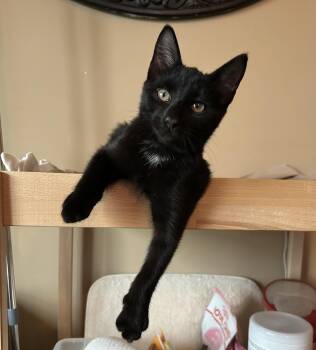 Rescue Domestic Short Hair Cats for Adoption in Victor, New York - Beau | PetCurious