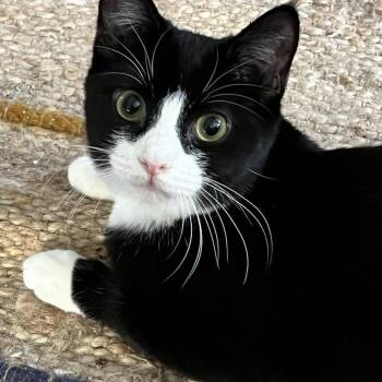 Domestic Short Hair Cats Available for Adoption in Los Angeles, California - Rosie | PetCurious