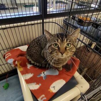 Domestic Short Hair Cats Available for Adoption - Ansel | PetCurious