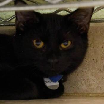 Maurice -  Domestic Short Hair Cat for Adoption in Hot Springs, Arkansas - Maurice | PetCurious