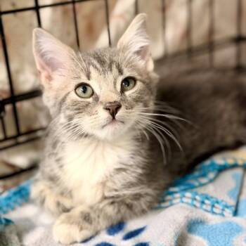 Birthday -  Domestic Short Hair Cat for Adoption in Jackson Township, New Jersey - Birthday | PetCurious