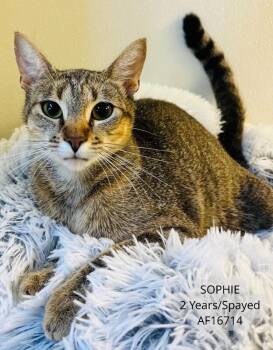 Sophie -  Domestic Short Hair Cat for Adoption - Sophie | PetCurious