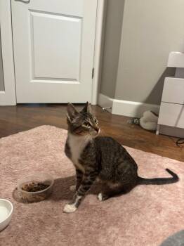Miguel -  Domestic Short Hair Cat for Adoption in Seattle, Washington - Miguel | PetCurious