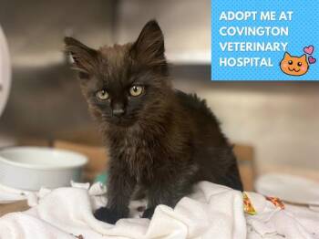 Domestic Long Hair Cats Available for Adoption in Fort Wayne, Indiana - CALLIOPE | PetCurious