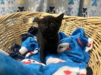 Domestic Short Hair Cats Available for Adoption in Rosenberg, Texas - ROCKY | PetCurious