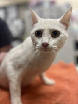 SWAN -  Domestic Short Hair Cat Available for Adoption in Aliquippa, Pennsylvania - SWAN | PetCurious