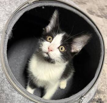 Tuxedo and Domestic Short Hair Cats Available for Adoption - Murphy (bonded With Mickey) | PetCurious